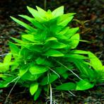 Staurogyne Rubescens in vitro BESTAAT NIET!!!, Verzenden, Nieuw