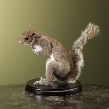 Eekhoorn Grijs Taxidermie Opgezette Dieren By Max beschikbaar voor biedingen