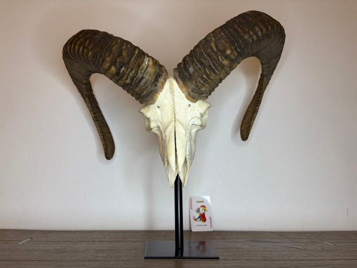 Mouflon Schedel op een standaard - Ovis orientalis - 50 cm -, Antiek en Kunst, Curiosa en Brocante