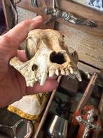 Koffer Mata Vampiers & Hombres Lobo Taxidermie volledige