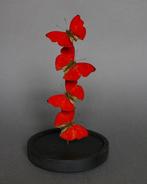 Vlinder Taxidermie volledige montage - Cymothoe sangaris -