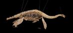 Zeereptiel - Fossiel skelet - Plesiosaur Elasmosaur - 6 m -, Verzamelen