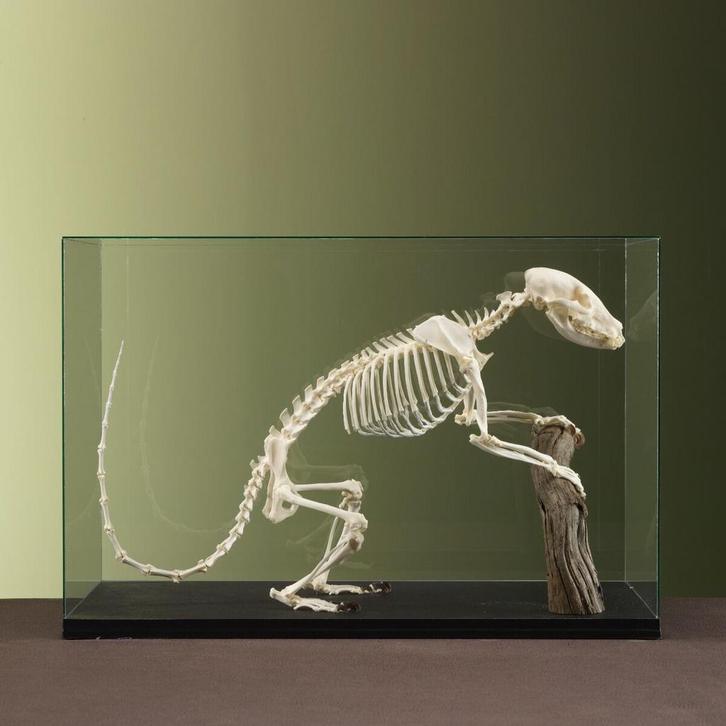 Neusbeer Skelet Taxidermie Opgezette Dieren By Max, Verzamelen, Dierenverzamelingen, Opgezet dier, Nieuw, Wild dier, Ophalen of Verzenden