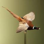 Fazant Vliegend Taxidermie Opgezette Dieren By Max, Ophalen of Verzenden, Nieuw, Vogel, Opgezet dier
