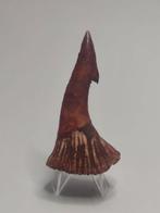 Fossiele tand (Zonder minimumprijs)