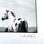 Linda McCartney (1941-1998) - Stallion and the standing, Antiek en Kunst
