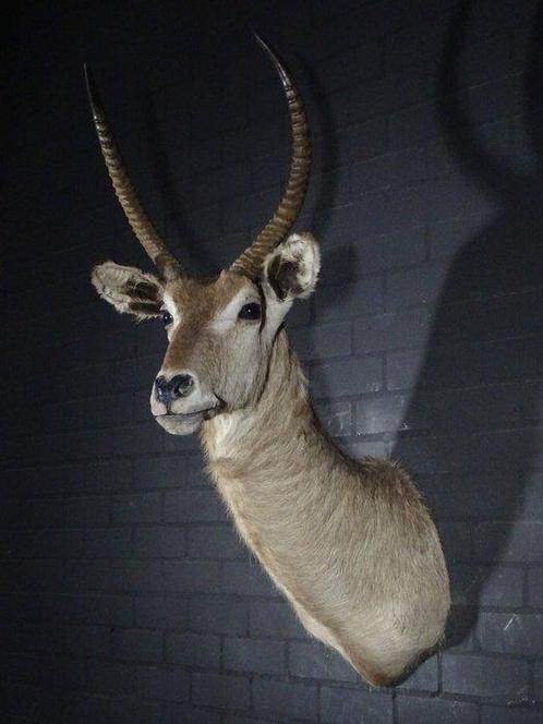 Antilope aquatique Support mural pour taxidermie - Kobus, Verzamelen, Dierenverzamelingen