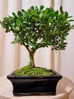 ilex bonsai (japanse hulst) - Hoogte (boom): 21 cm - Diepte