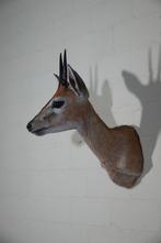 Antilope africaine Support mural pour taxidermie - Common, Nieuw