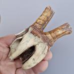 Rhinocéros laineux - Molaire fossile - Coelodonta, Collections