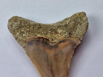 Megalodon - Fossiele tand - 5 cm (Zonder Minimumprijs)