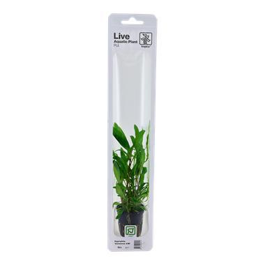 Tropica Hygrophila Siamensis 53B (Easy), Dieren en Toebehoren, Vissen | Aquaria en Toebehoren, Nieuw, Verzenden