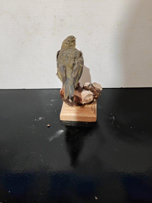 Prispolone indiano Taxidermie volledige montage - Anthus, Verzamelen, Dierenverzamelingen