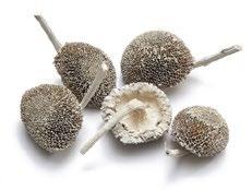 Sunflower heads Zonnebloemhoofd ±6cm 15pcs  Frosted White, Hobby en Vrije tijd, Knutselen, Nieuw