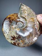 Prachtige ammoniet met groeilijnen - Gefossiliseerde schelp, Verzamelen