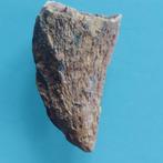 Dinosaurus - Fossiele tand - Carcharodontosaurus sp. - 45 mm