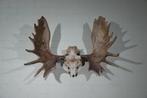 Large Northern Elk/Moose Schedel - Alces alces - 45 cm - 75, Verzamelen, Nieuw