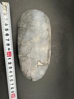Fossiel - Gefossiliseerd ei - Oviraptor sp. - 16 cm - 8 cm