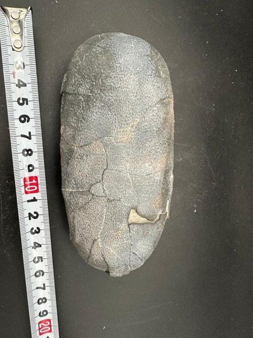 Fossiel - Gefossiliseerd ei - Oviraptor sp. - 16 cm - 8 cm, Verzamelen, Mineralen en Fossielen