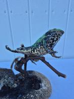 Lérots en rode kikker - Taxidermie volledige montage -, Nieuw