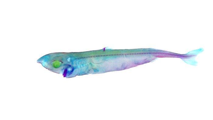 Etmopterus Carapace - Etmopterus lucifer - 12 cm - 3 cm - 3, Collections, Collections Animaux