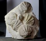 Prachtige en decoratieve verzameling fossiele schelpen -, Verzamelen