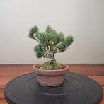 Pinus parviflora - Hoogte (boom): 22 cm - Diepte (boom): 26