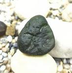 Moldaviet - uit Zliv, Zuid-Bohemen - Hoogte: 30 mm -