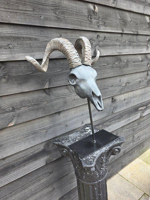 XL RAM met basis Schedel - Ovis aries - 59 cm - 45 cm - 25, Antiek en Kunst, Kunst | Designobjecten