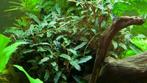 Bucephalandra sp. Red In vitro, Animaux & Accessoires, Poissons | Aquariums & Accessoires, Verzenden