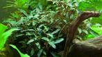 Bucephalandra sp. Red In vitro, Dieren en Toebehoren, Nieuw, Verzenden