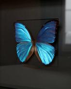 Papillon Support de corps entier pour taxidermie - Morpho