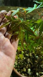 Japanese maple bonsai (Acer palmatum) - Hauteur (arbre) : 45