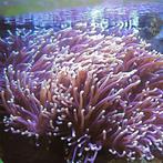 Heteractis Magnifica