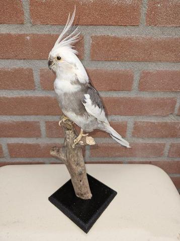 Calopsitte Support de corps entier pour taxidermie - beschikbaar voor biedingen