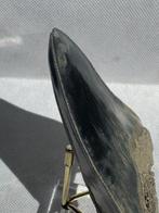Megalodon - Fossiele tand - Carcharocles megalodon - 10 cm, Verzamelen, Mineralen en Fossielen