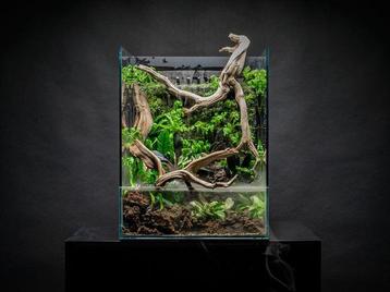 UNS Foresta Paludarium disponible aux enchères