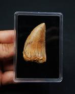 Carcharodontosaurus - Gefossiliseerde slagtand -