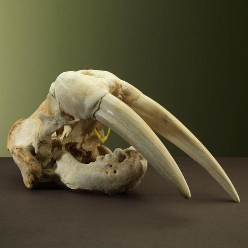 Walrus Schedel Taxidermie Opgezette Dieren By Max, Verzamelen, Dierenverzamelingen, Opgezet dier, Nieuw, Wild dier, Ophalen of Verzenden