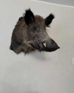 Sanglier Support de tête pour taxidermie - Sus scrofa - 58