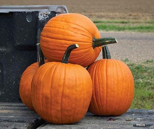 Hal. Scream II F1 PMT halloweenpompoen 1000 zaden, Hobby en Vrije tijd, Knutselen, Nieuw