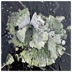 Bernd Lieven - Frozen Waterlilie I, II, III Triptychon
