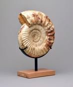 Ammoniet - Gefossiliseerd dier - Kranaosphinctes sp. - 28 cm, Verzamelen