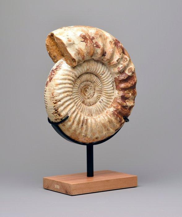 Ammoniet - Gefossiliseerd dier - Kranaosphinctes sp. - 28 cm, Verzamelen, Mineralen en Fossielen
