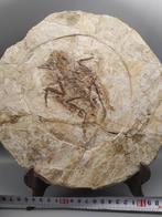 fossiele gevleugelde vogel - Gefossiliseerd dier -