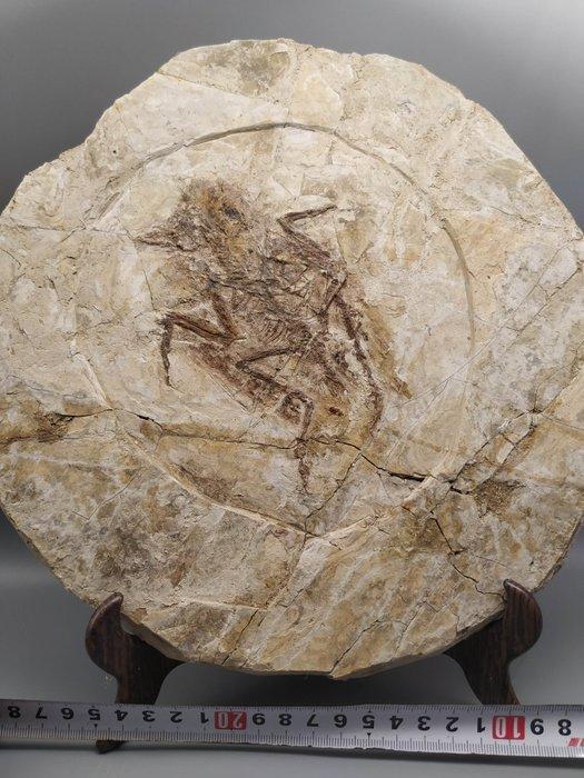 fossiele gevleugelde vogel - Gefossiliseerd dier -, Verzamelen, Mineralen en Fossielen