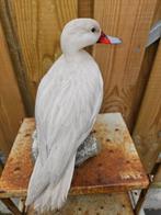 zilver Bahama pijlstaart eend Taxidermie volledige montage -, Nieuw
