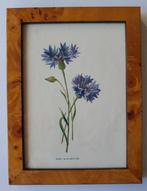 Rev. F. Edward Hulme - A set of ten mounted and framed