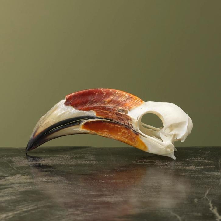 Von der Deckens Tok M Schedel, Verzamelen, Dierenverzamelingen, Opgezet dier, Nieuw, Vogel, Ophalen of Verzenden