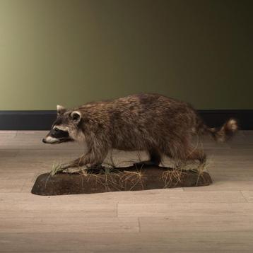 Wasbeer Taxidermie Opgezette Dieren By Max, Ophalen of Verzenden, Opgezet dier